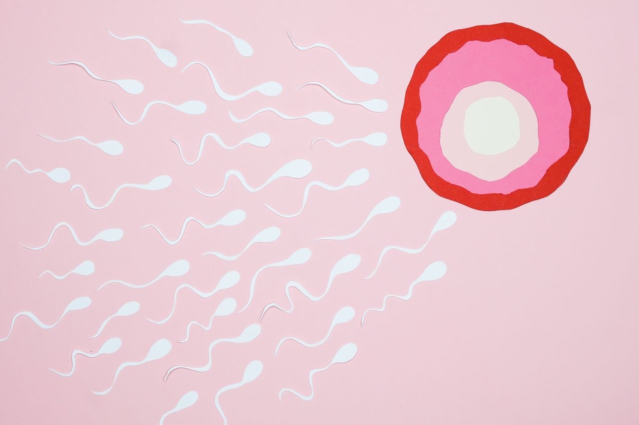 Best Ovulation Calculator Guide